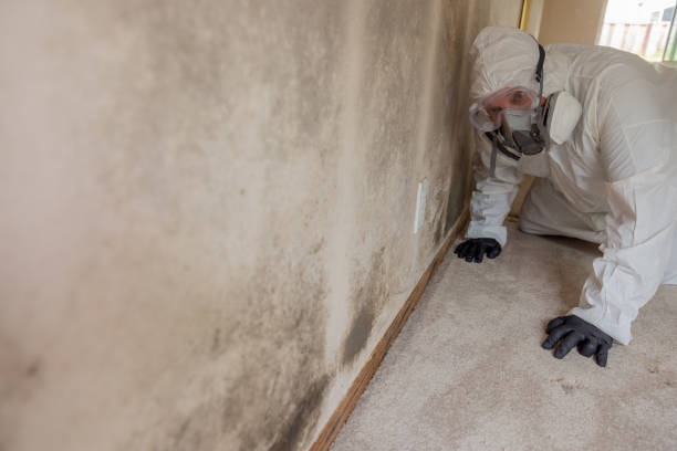 Best Forensic Mold Investigation in Manassas, VA